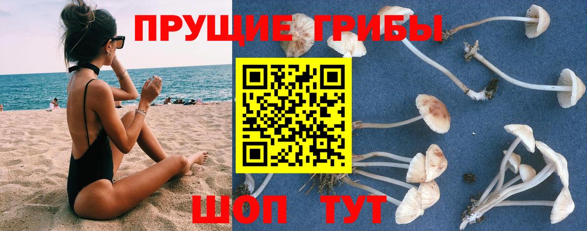 купить   Вход с VPN  Псилоцибиновые грибы прущие грибы  Жуковский  Псилоцибиновые грибы Psilocybe 